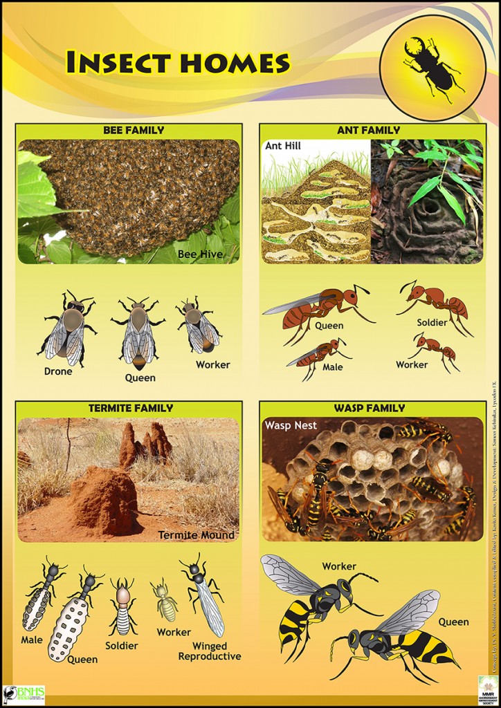 Insect Life Educational Posters For Kids & Schools